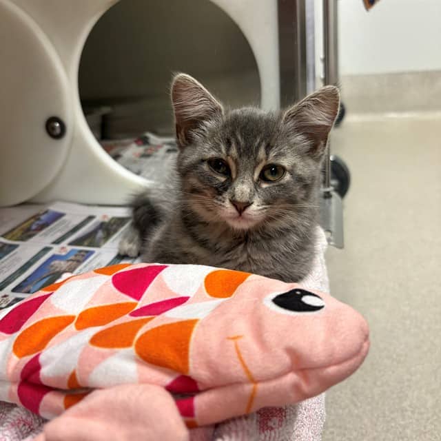 AMI - Domestic Shorthair available for adoption