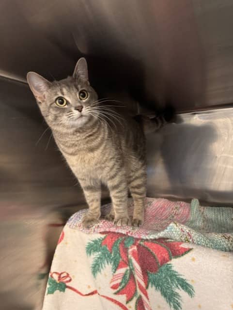 PHOEBE - Domestic Shorthair cat available for adoption at City of Toronto Animal Services in Toronto
