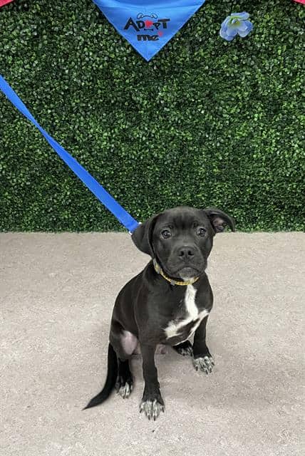 NITRO - Labrador Retriever mix available for adoption at Saskatoon Animal Control Agency in Saskatoon