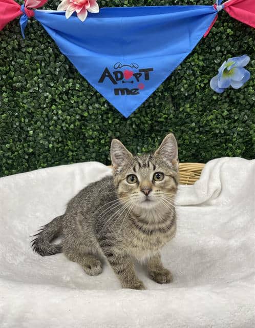 GOULASH - Domestic Shorthair available for adoption