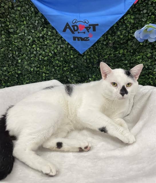 HOWIE - Domestic Shorthair cat available for adoption at Saskatoon Animal Control Agency in Saskatoon