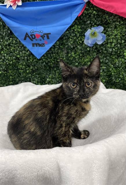 TILLY - Domestic Shorthair available for adoption