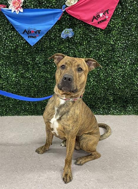 HASHBROWN - American Pit Bull Terrier and German Shepherd Dog available for adoption at Saskatoon Animal Control Agency in Saskatoon