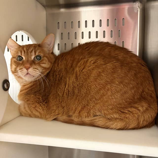 PUMPKIN - Domestic Shorthair cat available for adoption at Ottawa Humane Society in Ottawa