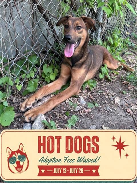 PLUTO - German Shepherd Dog mix available for adoption