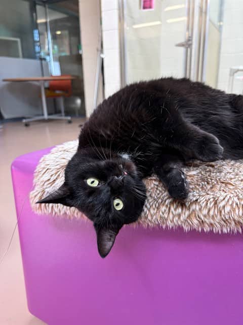 KUJO - Domestic Shorthair available for adoption