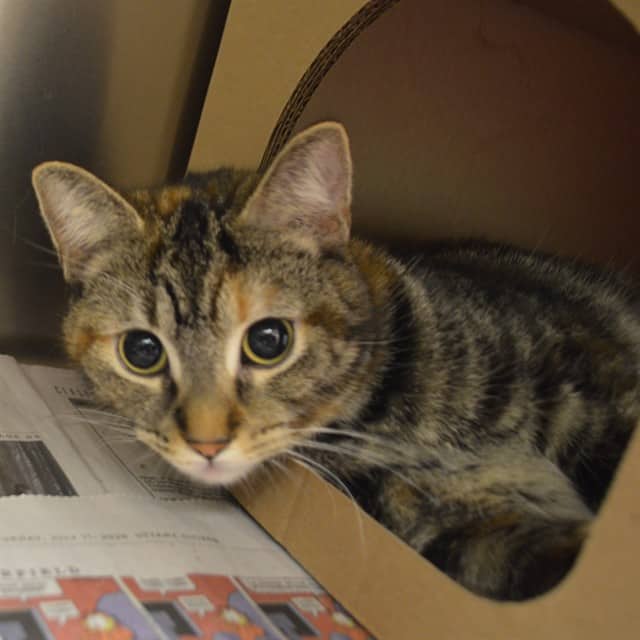 NIKO - Domestic Shorthair cat available for adoption at Ottawa Humane Society in Ottawa