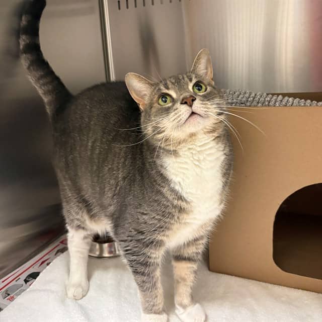 BOOTS - Domestic Shorthair available for adoption