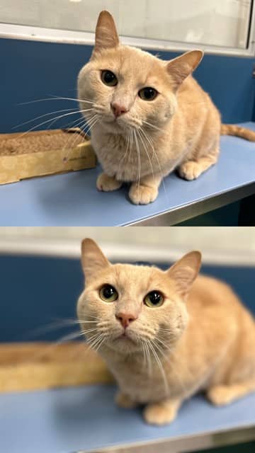 MARVIN - Domestic Shorthair cat available for adoption at City of Toronto Animal Services in Toronto
