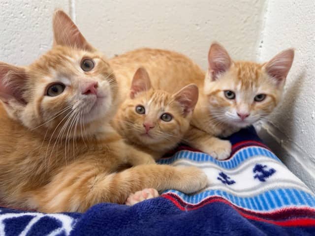 COLBY JACK - Domestic Shorthair available for adoption