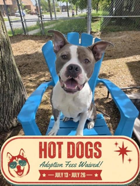 SPANKY - American Bulldog available for adoption