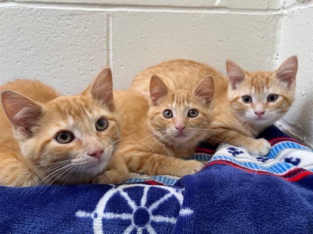 BRIE - Domestic Shorthair available for adoption