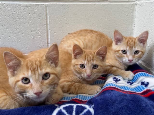 MARBLE - Domestic Shorthair available for adoption