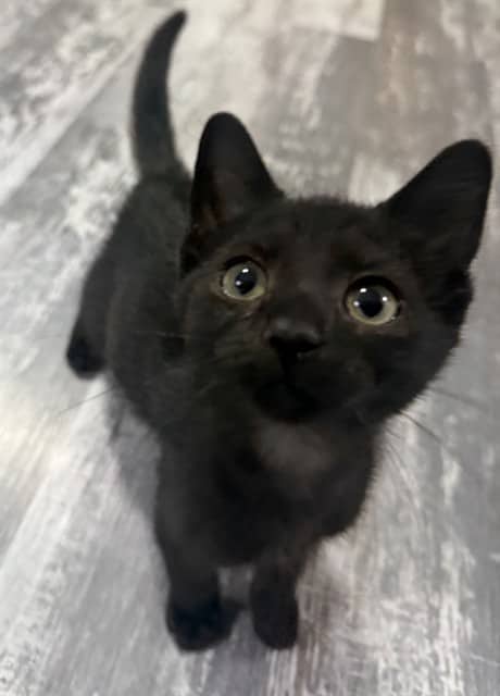 OGI - Persian cat available for adoption at City of Toronto Animal Services in Toronto