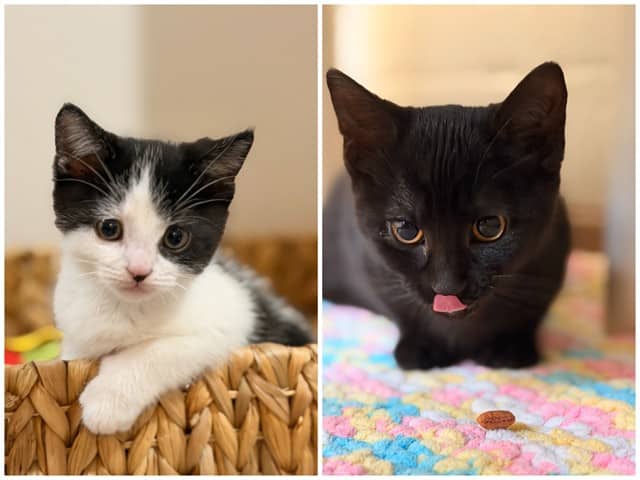 OREO - Domestic Shorthair available for adoption