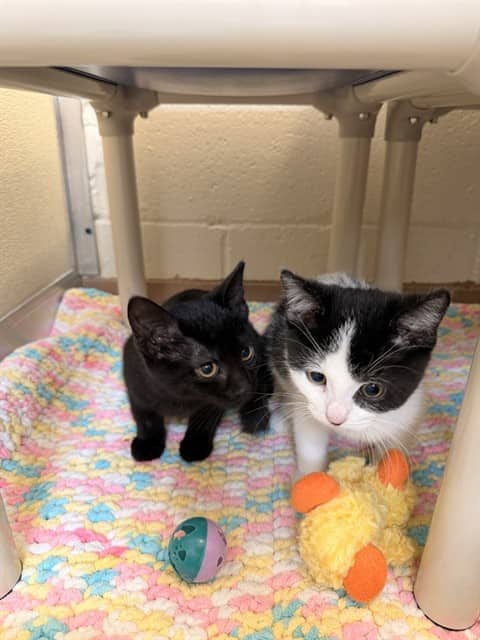 MAGGIE - Domestic Shorthair available for adoption