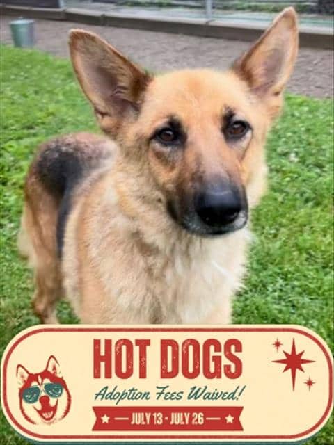 MAYA - German Shepherd Dog available for adoption at City of Toronto Animal Services in Toronto