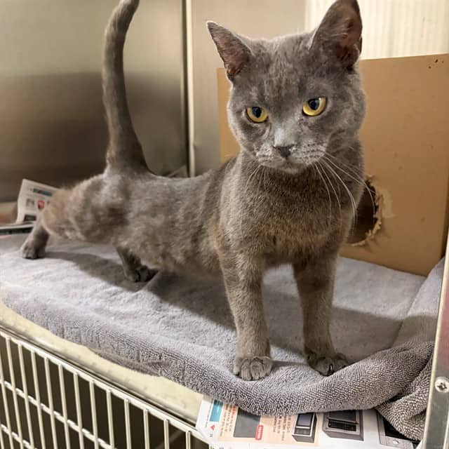 BIRDIE - Domestic Shorthair cat available for adoption at Ottawa Humane Society in Ottawa