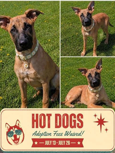 BENNY - Belgian Malinois mix available for adoption