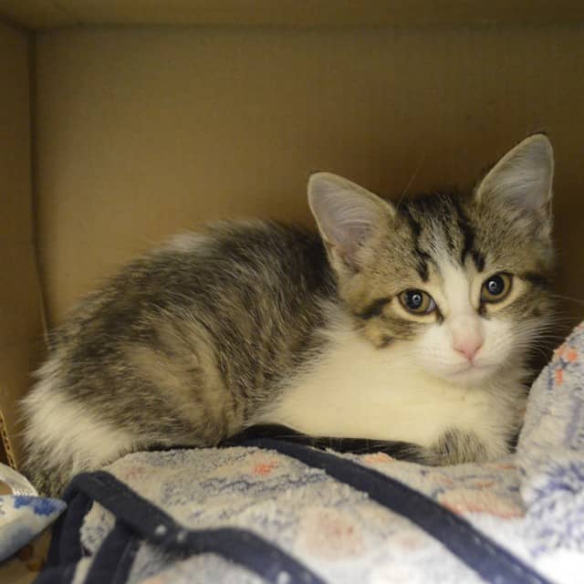 PUFF - Domestic Shorthair available for adoption