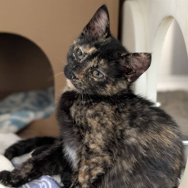 NETTLE - Domestic Shorthair available for adoption