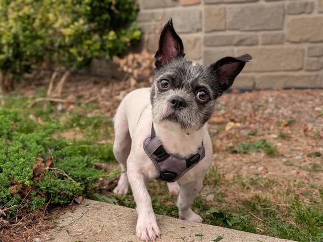MILKY - Boston Terrier and Shih Tzu available for adoption at City of Toronto Animal Services in Toronto