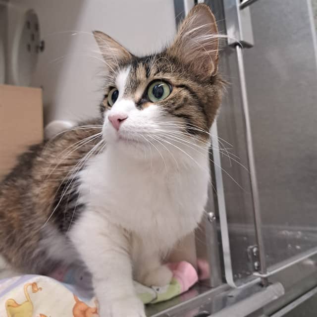 LILLIBET - Domestic Mediumhair available for adoption