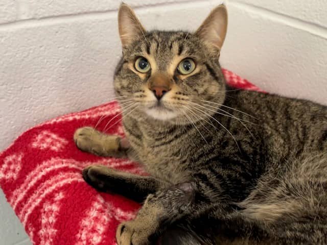 NAPOLEON - Domestic Shorthair available for adoption