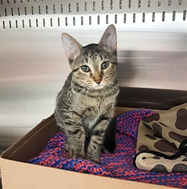 SCYLLA - Domestic Shorthair available for adoption
