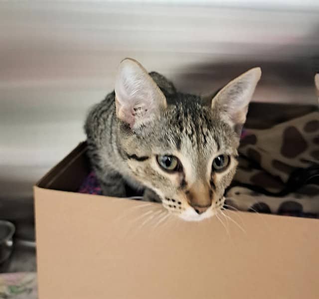 CHARYBDIS - Domestic Shorthair available for adoption