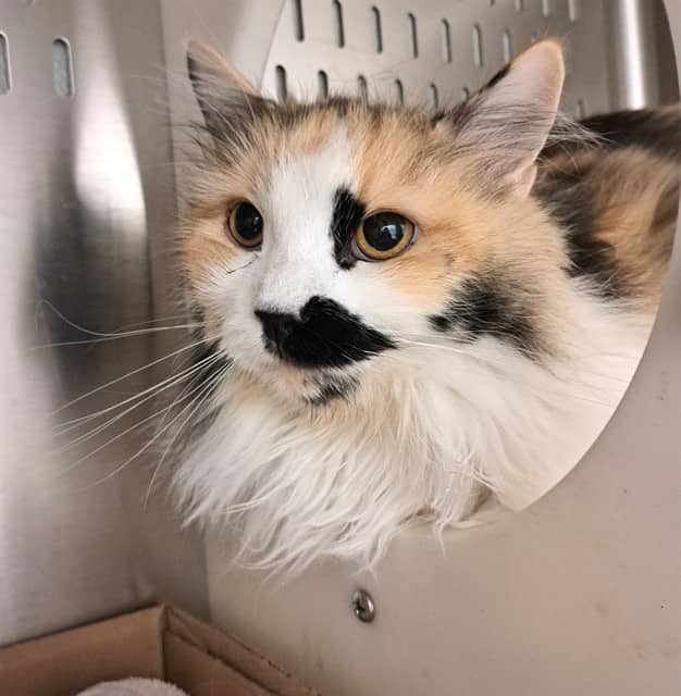 MIDI - Domestic Longhair cat available for adoption at Ottawa Humane Society in Ottawa