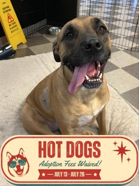 DAPHNE - Cane Corso available for adoption