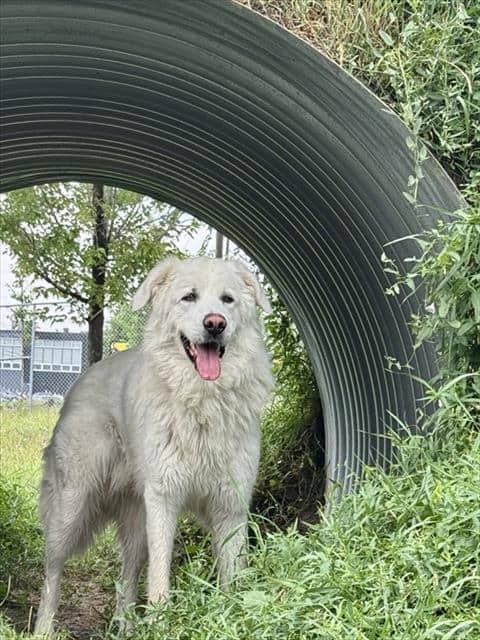 JUNO - Pyren Shepherd available for adoption
