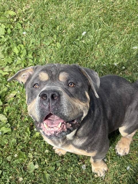 EEYORE - English Bulldog mix available for adoption
