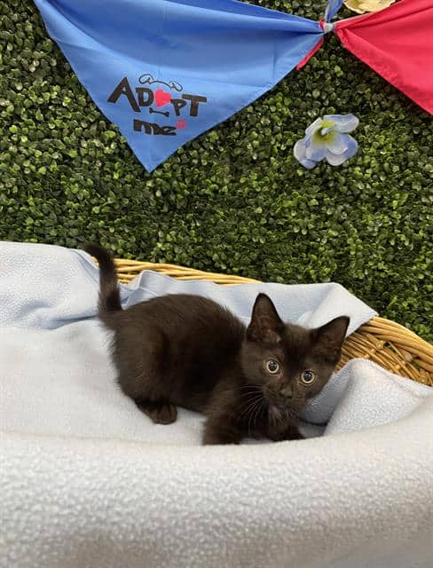 CATTY NOIR - Domestic Shorthair available for adoption