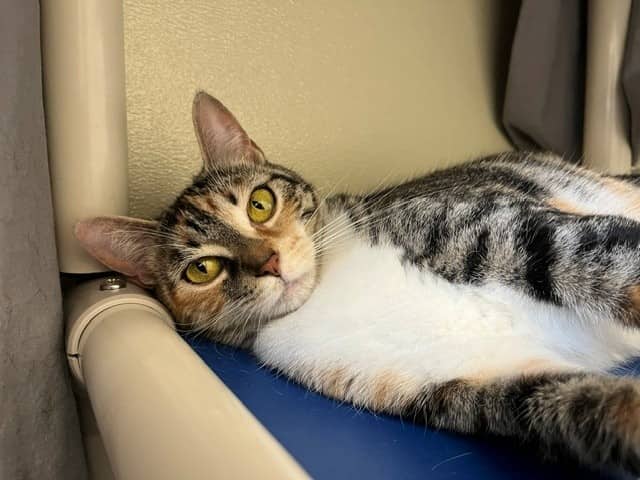 STAR - Domestic Shorthair available for adoption