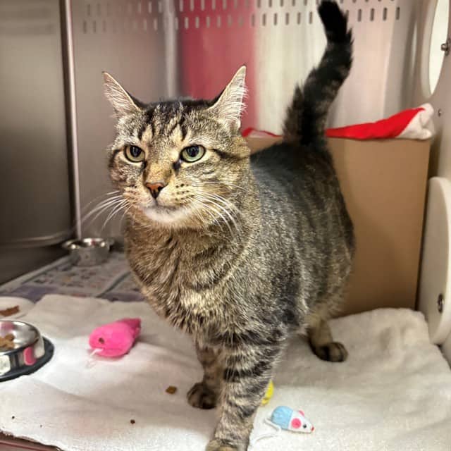 SIXTY SEVEN - Domestic Shorthair cat available for adoption at Ottawa Humane Society in Ottawa