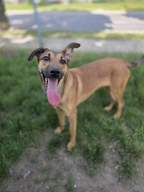 NEPTUNE - German Shepherd Dog mix available for adoption