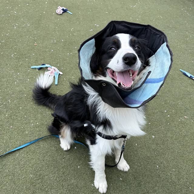 TOTO - Border Collie available for adoption at Ottawa Humane Society in Ottawa