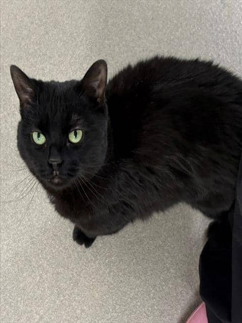MINERVA - Domestic Shorthair cat available for adoption at Ottawa Humane Society in Ottawa