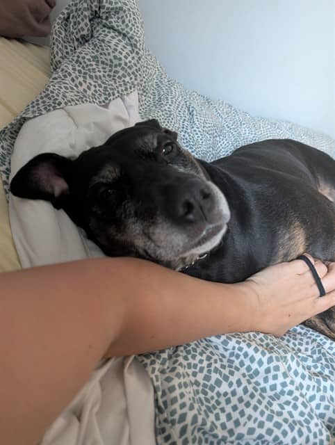 LILY - Retriever mix available for adoption