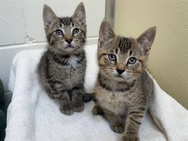 BERT - Domestic Shorthair cat available for adoption at City of Toronto Animal Services in Toronto