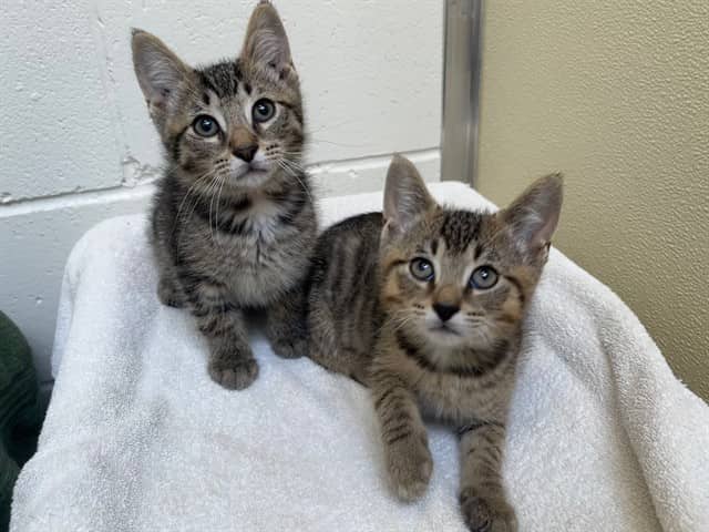 ERNIE - Domestic Shorthair cat available for adoption at City of Toronto Animal Services in Toronto