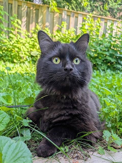 DIOR - Domestic Longhair available for adoption