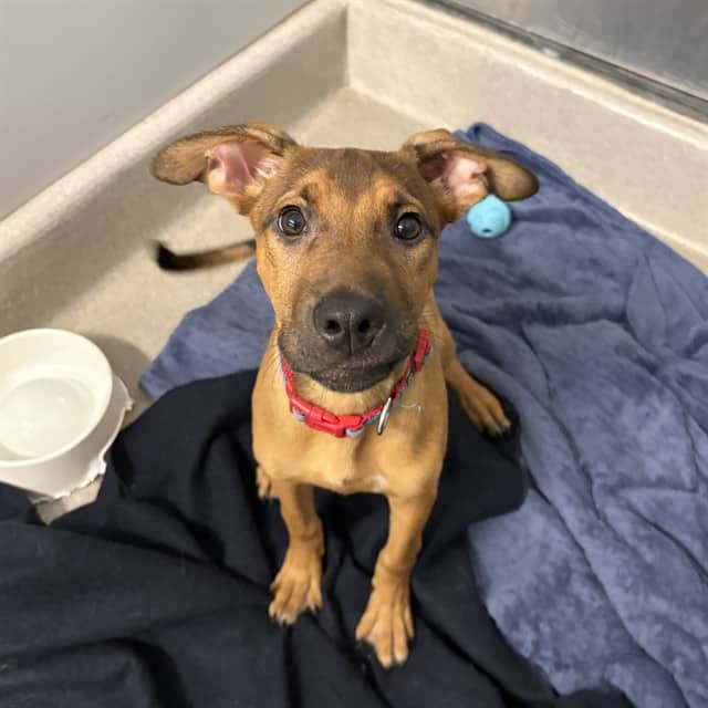 MELLOW - German Shepherd Dog mix available for adoption