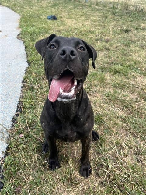 BILLIE EILISH - Presa Canario available for adoption