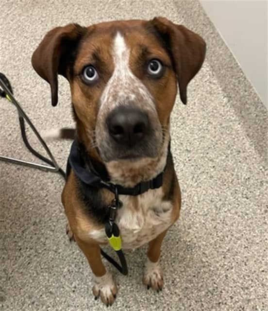 LUNA - Treeing Walker Hound mix available for adoption