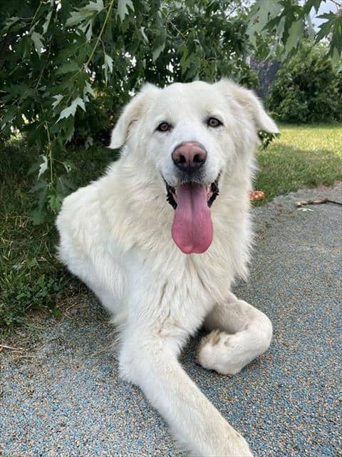 JUNO - Pyren Shepherd available for adoption