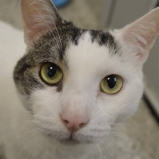 PINKY - Domestic Shorthair available for adoption