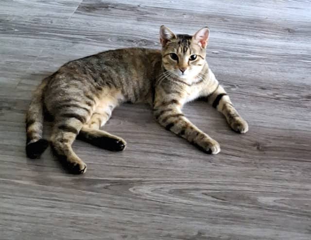 GEORGIE - Domestic Shorthair available for adoption